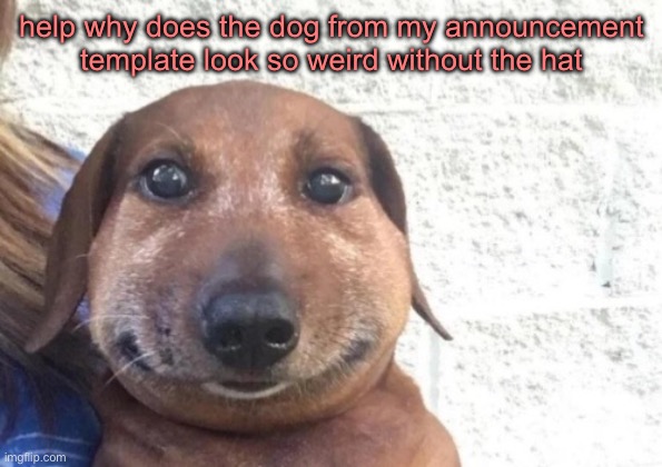 he is staring at you | help why does the dog from my announcement template look so weird without the hat | image tagged in he is staring at you | made w/ Imgflip meme maker