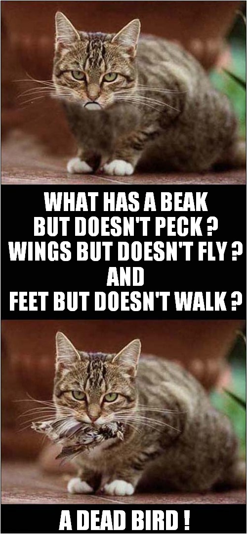 A Cat Riddle ! | WHAT HAS A BEAK BUT DOESN'T PECK ?
WINGS BUT DOESN'T FLY ?
AND
FEET BUT DOESN'T WALK ? A DEAD BIRD ! | image tagged in cats,riddle,dead bird | made w/ Imgflip meme maker