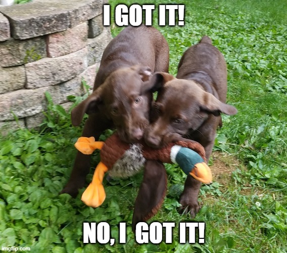 Claim the Duck | I GOT IT! NO, I  GOT IT! | image tagged in funny dogs | made w/ Imgflip meme maker