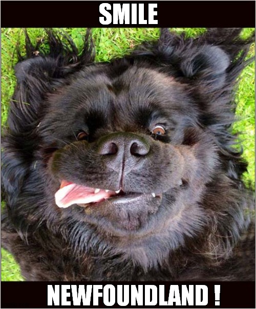 Just Look At That Face ! | SMILE; NEWFOUNDLAND ! | image tagged in dogs,newfoundland,smile | made w/ Imgflip meme maker
