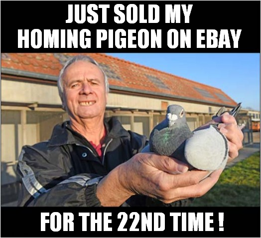 A Super Money Making Scheme ! | JUST SOLD MY HOMING PIGEON ON EBAY; FOR THE 22ND TIME ! | image tagged in homing pigeon,ebay,scheme,fraud | made w/ Imgflip meme maker