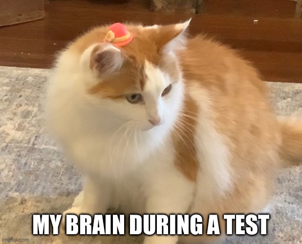 Why though | MY BRAIN DURING A TEST | image tagged in cat in hat,memes | made w/ Imgflip meme maker