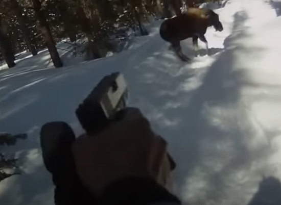 High Quality man shoots moose with his glock after being attacked Blank Meme Template