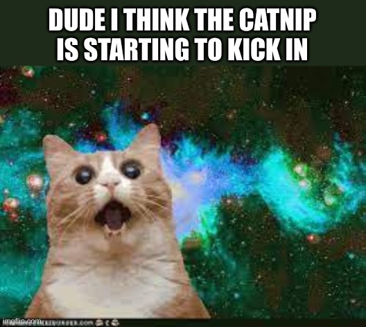 damn cats and their catnip | DUDE I THINK THE CATNIP IS STARTING TO KICK IN | image tagged in fun,funny,cat,catnip,cat trippin',meme | made w/ Imgflip meme maker