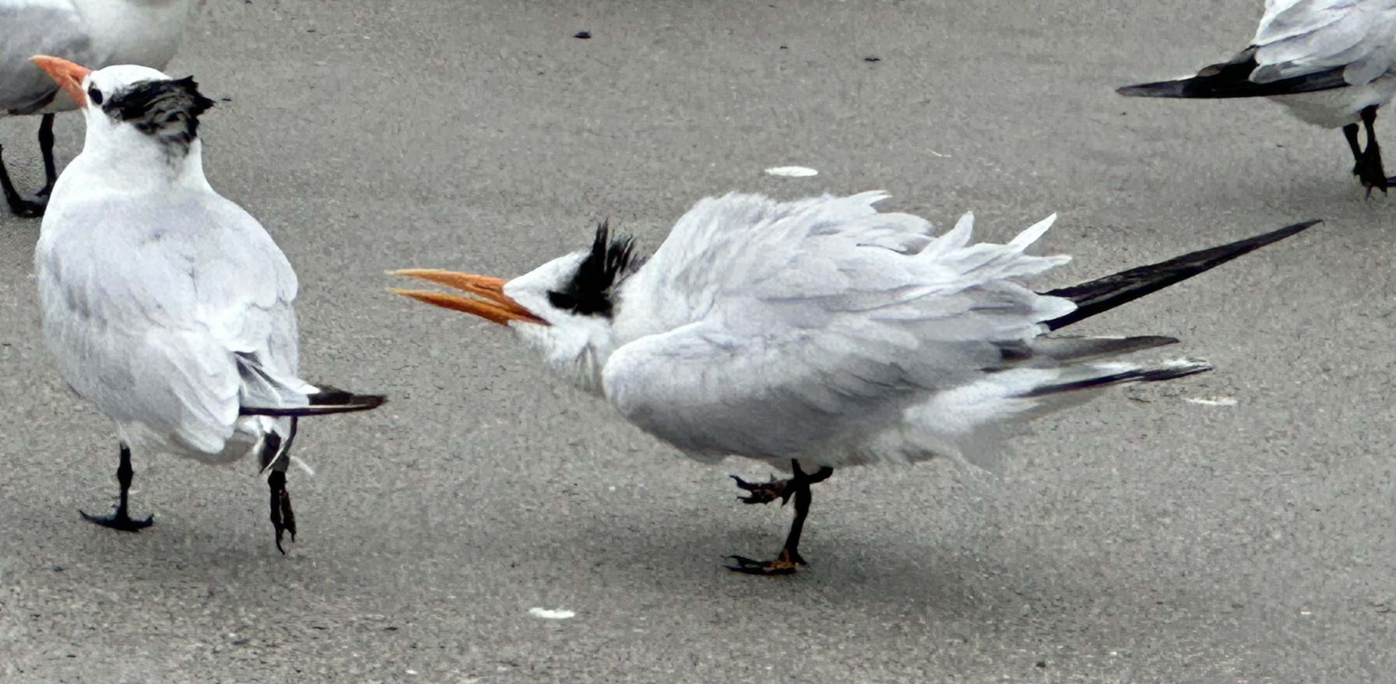 Bird Blank Meme Template