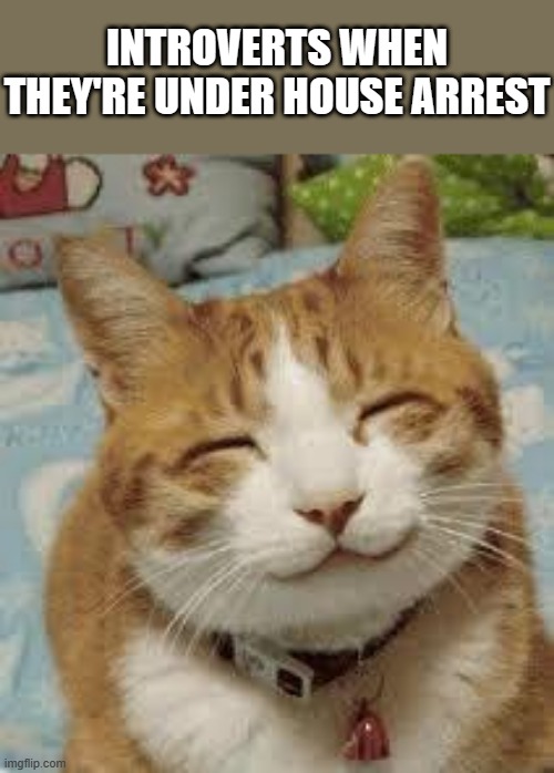 Happy cat | INTROVERTS WHEN THEY'RE UNDER HOUSE ARREST | image tagged in happy cat,memes | made w/ Imgflip meme maker