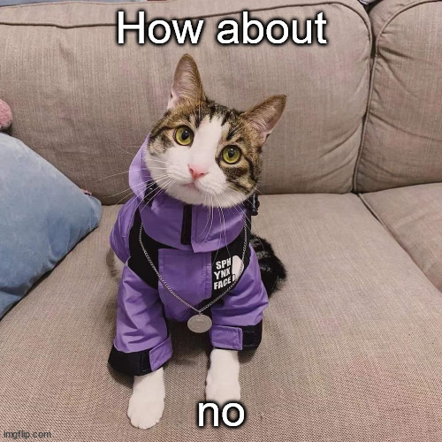 No | How about; no | image tagged in cat,aww,cute,cat no | made w/ Imgflip meme maker