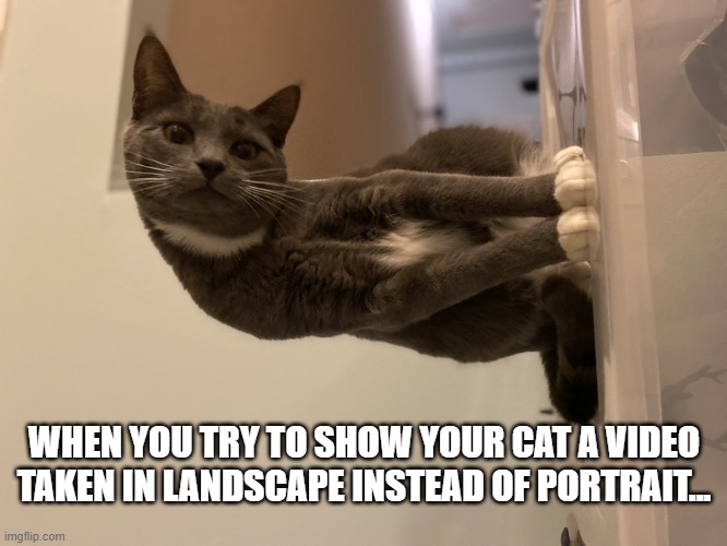 H/T to @catturd2 | WHEN YOU TRY TO SHOW YOUR CAT A VIDEO TAKEN IN LANDSCAPE INSTEAD OF PORTRAIT... | image tagged in cat video,catturd2 | made w/ Imgflip meme maker