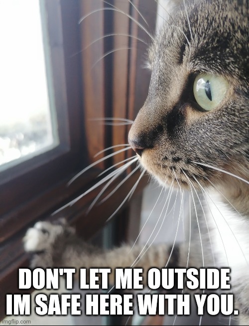 I belong inside | DON'T LET ME OUTSIDE IM SAFE HERE WITH YOU. | image tagged in cat memes | made w/ Imgflip meme maker