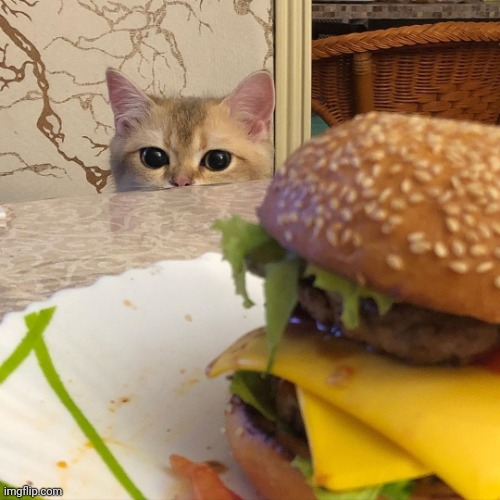 cat wants cheeseburger | image tagged in cat wants cheeseburger | made w/ Imgflip meme maker