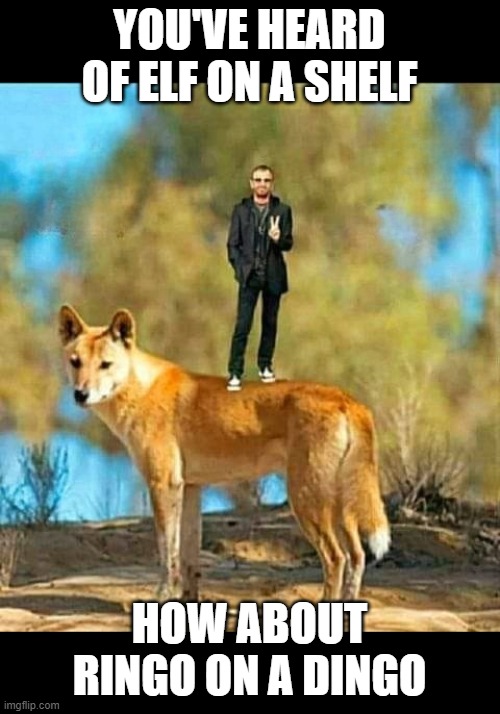 Ringo | YOU'VE HEARD OF ELF ON A SHELF; HOW ABOUT RINGO ON A DINGO | image tagged in ringo starr,dingo,the beatles | made w/ Imgflip meme maker