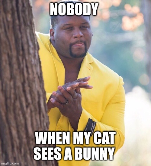 Black guy hiding behind tree | NOBODY; WHEN MY CAT SEES A BUNNY | image tagged in black guy hiding behind tree | made w/ Imgflip meme maker
