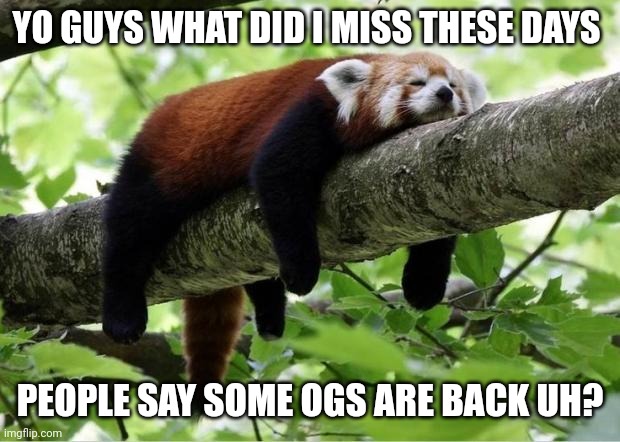 I was offline tf happened | YO GUYS WHAT DID I MISS THESE DAYS; PEOPLE SAY SOME OGS ARE BACK UH? | image tagged in lazy red panda | made w/ Imgflip meme maker