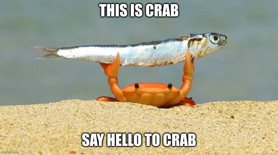 Crab | THIS IS CRAB; SAY HELLO TO CRAB | image tagged in crab,fish,aww | made w/ Imgflip meme maker