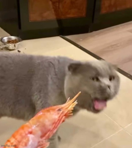 Gagging cat | image tagged in gagging cat | made w/ Imgflip meme maker