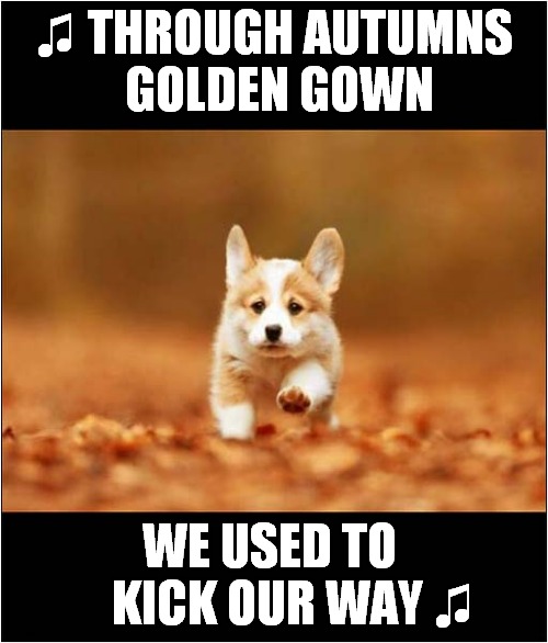 Dog Loves The Autumn ! | ♫ THROUGH AUTUMNS
 GOLDEN GOWN; WE USED TO 
    KICK OUR WAY ♫ | image tagged in dogs,autumn leaves,song lyrics,war of the worlds,fall | made w/ Imgflip meme maker