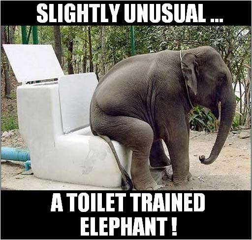 What's This ? | SLIGHTLY UNUSUAL ... A TOILET TRAINED
ELEPHANT ! | image tagged in elephants,toilets,training | made w/ Imgflip meme maker