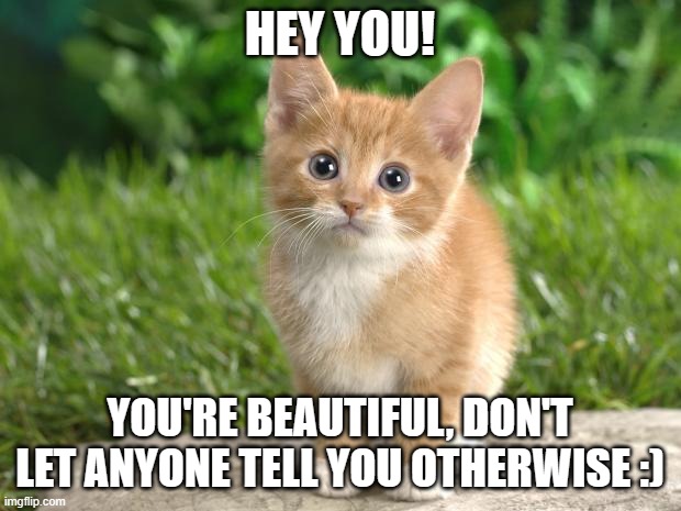 You're beautiful! | HEY YOU! YOU'RE BEAUTIFUL, DON'T LET ANYONE TELL YOU OTHERWISE :) | image tagged in cute cats,motivational,love yourself | made w/ Imgflip meme maker