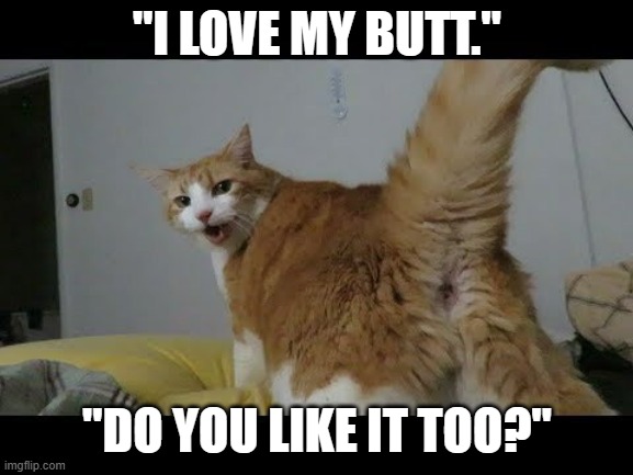 meme by Brad cat showing off butt | "I LOVE MY BUTT."; "DO YOU LIKE IT TOO?" | image tagged in cat meme | made w/ Imgflip meme maker