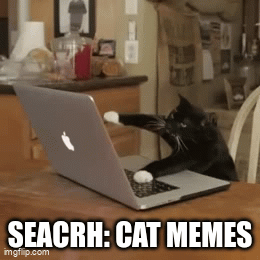 cat - Imgflip