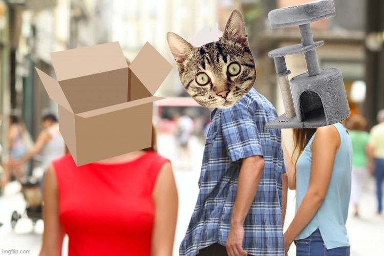 Distracted Boyfriend Meme | image tagged in memes,distracted boyfriend,cats,box,boxes,cat toys | made w/ Imgflip meme maker