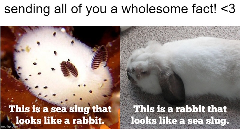 :) | sending all of you a wholesome fact! <3 | image tagged in bunny,sea bunny | made w/ Imgflip meme maker