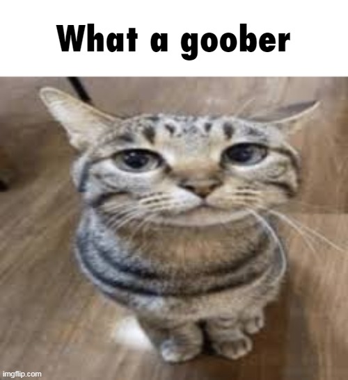 What a goober | image tagged in what a goober | made w/ Imgflip meme maker