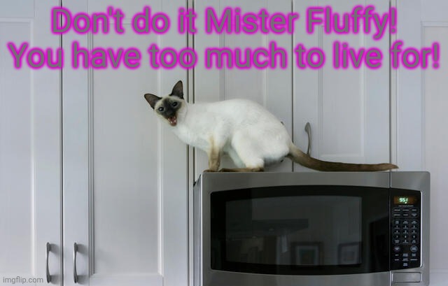 No this is not ok | Don't do it Mister Fluffy! You have too much to live for! | image tagged in cat,microwave,stop it get some help | made w/ Imgflip meme maker