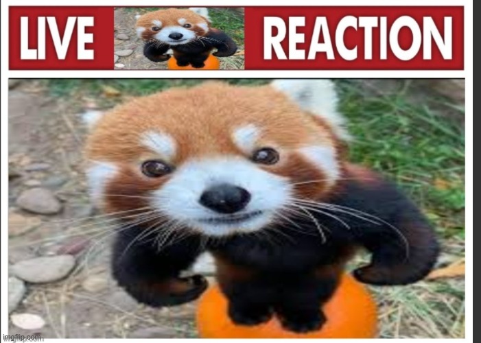 Live FunnyRedPanda reaction | image tagged in live funnyredpanda reaction | made w/ Imgflip meme maker