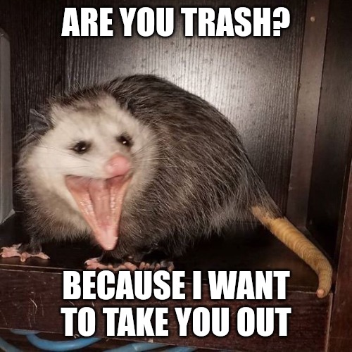Possum Pickup Line | ARE YOU TRASH? BECAUSE I WANT TO TAKE YOU OUT | image tagged in possum,trash,garbage,subtle pickup liner,pickup lines,corny joke | made w/ Imgflip meme maker