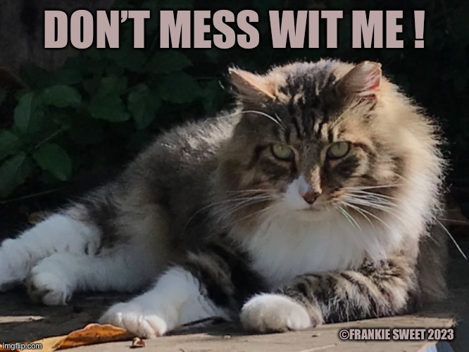 Don’t mess wit me | DON’T MESS WIT ME ! ©FRANKIE SWEET 2023 | image tagged in bothering,mess,cats,funny,pets | made w/ Imgflip meme maker