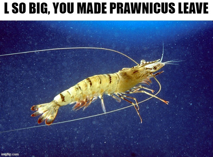 prawnicus | image tagged in prawnicus | made w/ Imgflip meme maker