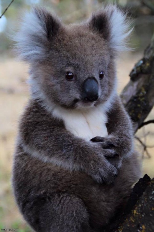 Innocent Koala | image tagged in innocent koala | made w/ Imgflip meme maker