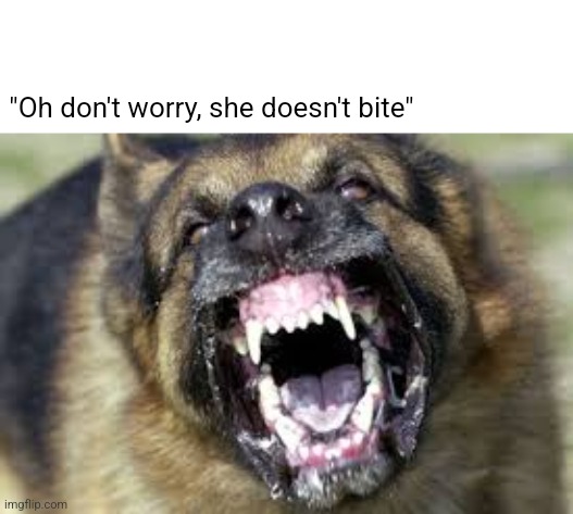 Mf your dog looks like it's possessed by two hundred demons | "Oh don't worry, she doesn't bite" | image tagged in angry dog | made w/ Imgflip meme maker