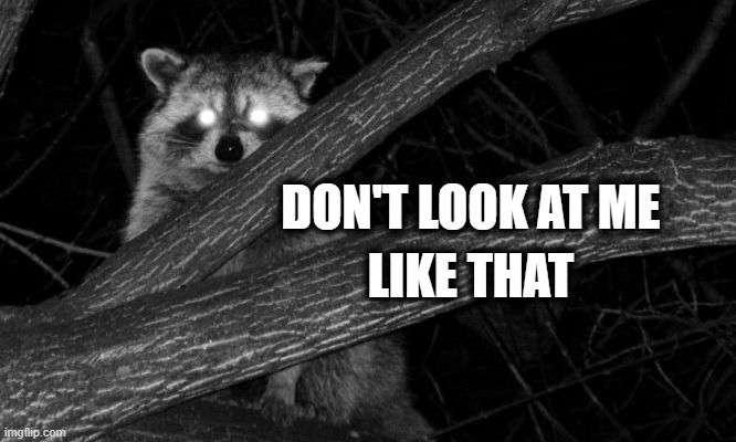 He kind'a looks... enlightened? | DON'T LOOK AT ME; LIKE THAT | image tagged in raccoon,raccoon eyes,raccoon look | made w/ Imgflip meme maker