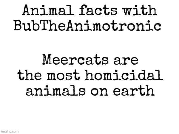 Correct me if I'm wrong | Meercats are the most homicidal animals on earth | image tagged in animal facts with bubtheanimotronic | made w/ Imgflip meme maker
