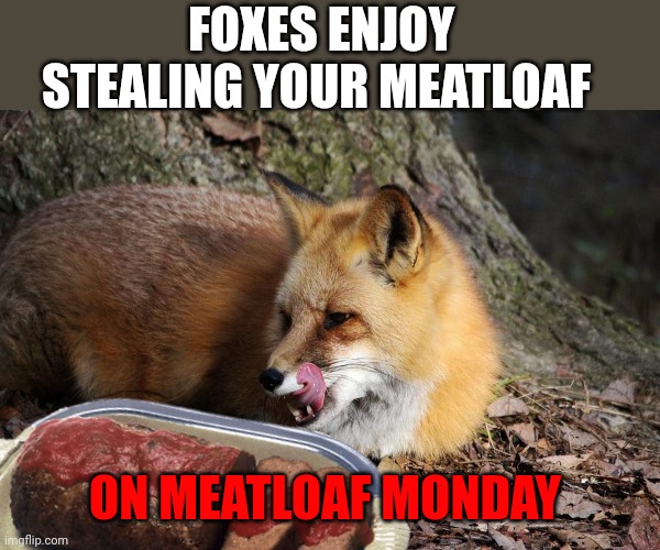 Fox facts | FOXES ENJOY STEALING YOUR MEATLOAF; ON MEATLOAF MONDAY | image tagged in important,fox,facts | made w/ Imgflip meme maker