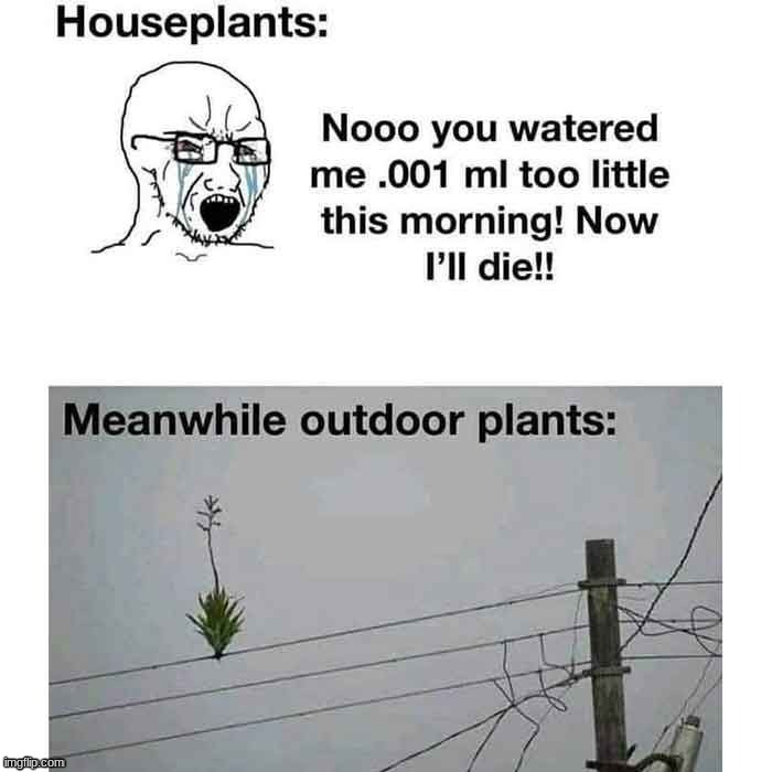 Outdoor plants be WILDIN | image tagged in memes,funny | made w/ Imgflip meme maker