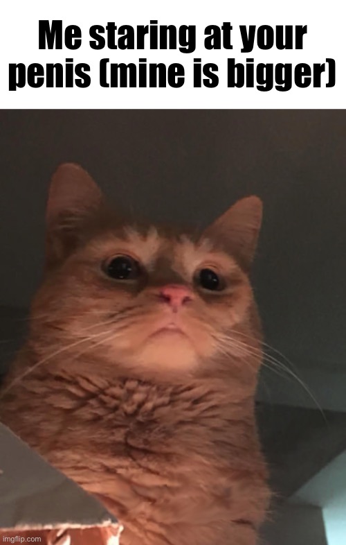 Cat looking down | Me staring at your penis (mine is bigger) | made w/ Imgflip meme maker