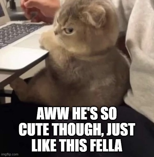Angry Kitten Computer | AWW HE'S SO CUTE THOUGH, JUST LIKE THIS FELLA | image tagged in angry kitten computer | made w/ Imgflip meme maker
