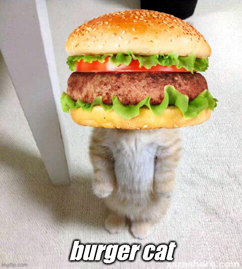 burger | burger cat | image tagged in memes,cute cat | made w/ Imgflip meme maker