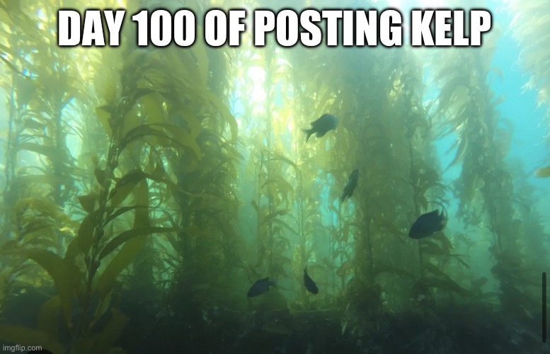 Kelp2 | DAY 100 OF POSTING KELP | image tagged in kelp2 | made w/ Imgflip meme maker