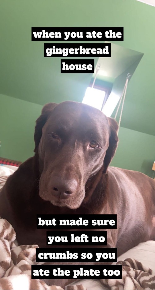 What gingerbread house? | image tagged in labrador,it wasn't me | made w/ Imgflip meme maker