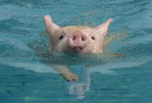 High Quality swim pig Blank Meme Template