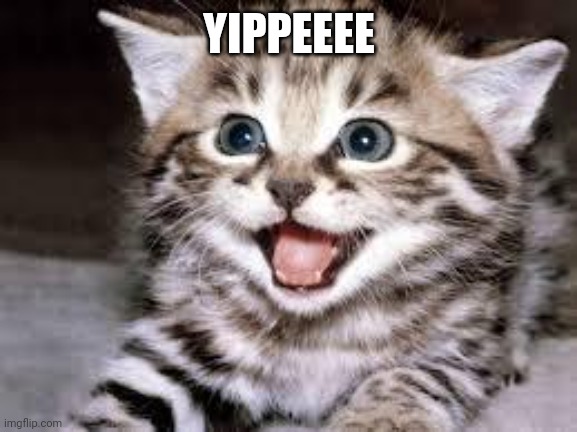 happy cat | YIPPEEEE | image tagged in happy cat | made w/ Imgflip meme maker