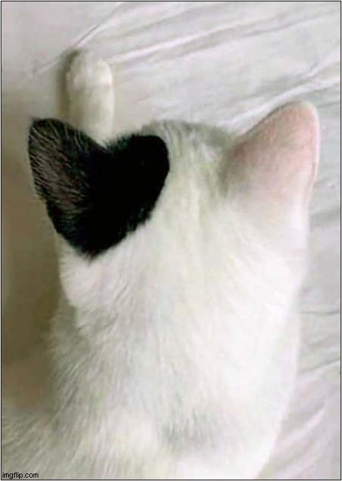 Loving That Ear ! | image tagged in cats,heart,marking | made w/ Imgflip meme maker