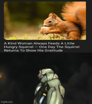 Squirrel - Imgflip