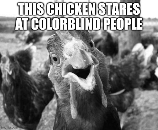 Chicken | THIS CHICKEN STARES AT COLORBLIND PEOPLE | image tagged in chicken | made w/ Imgflip meme maker