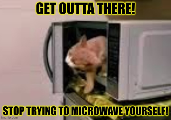 Stop it. Get some help | GET OUTTA THERE! STOP TRYING TO MICROWAVE YOURSELF! | image tagged in cats,love,hiding,in your microwave | made w/ Imgflip meme maker