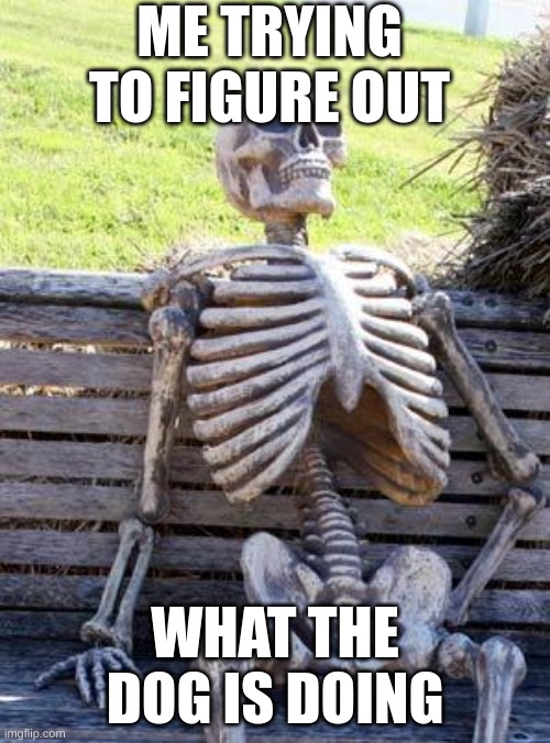 im trying | ME TRYING TO FIGURE OUT; WHAT THE DOG IS DOING | image tagged in memes,waiting skeleton | made w/ Imgflip meme maker